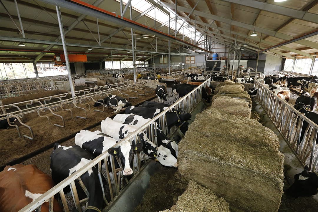 Foto: Henk Riswick