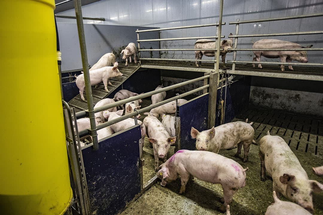 Iedereen is ervan overtuigd dat de emissie lager en CO2-footprint van (varkens) stallen kleiner moeten. De uitdaging is dat varkensbedrijven anders gebouwd moeten worden. Daar zijn grote investeringen voor nodig. - Foto: Ronald Hissink.