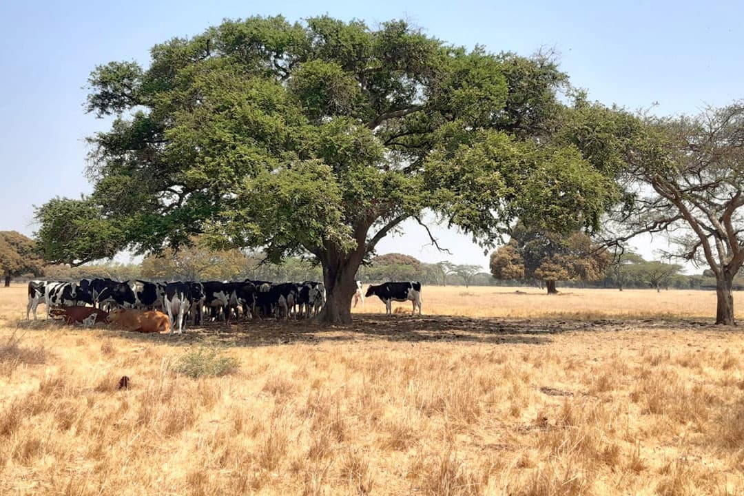 Koeien zoeken de schaduw op in Zimbabwe. Nederland speelt een belangrijke rol in de heropleving van de zuivelsector in dit land. - Foto's: Gerbrich Andringa
