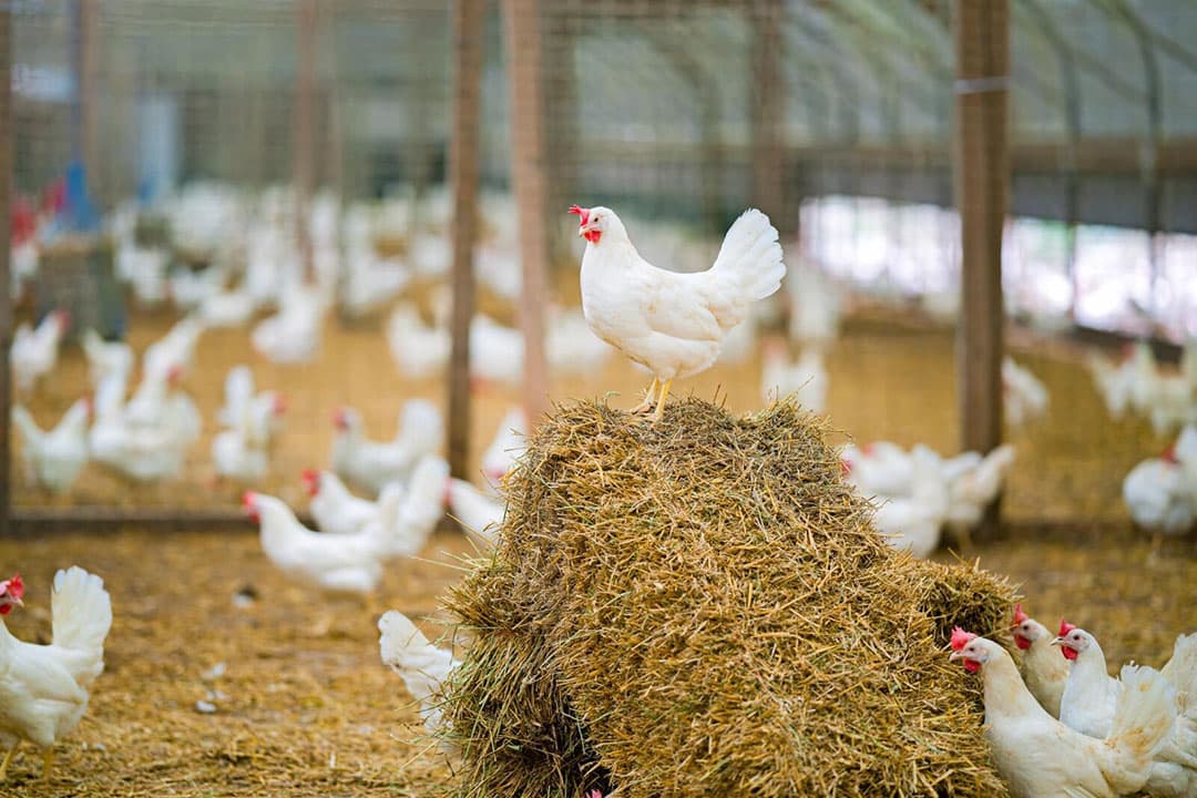 De 50 pluimveehouders in het Beter voor Natuur & Boer-programma van Albert Heijn hebben witte kippen. Die zijn beter voor het milieu, omdat ze voer efficiënter benutten. - Foto: Albert Heijn