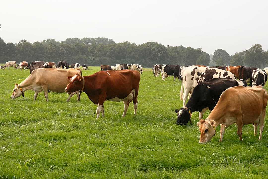 Dierenwelzijn Europese Commissie