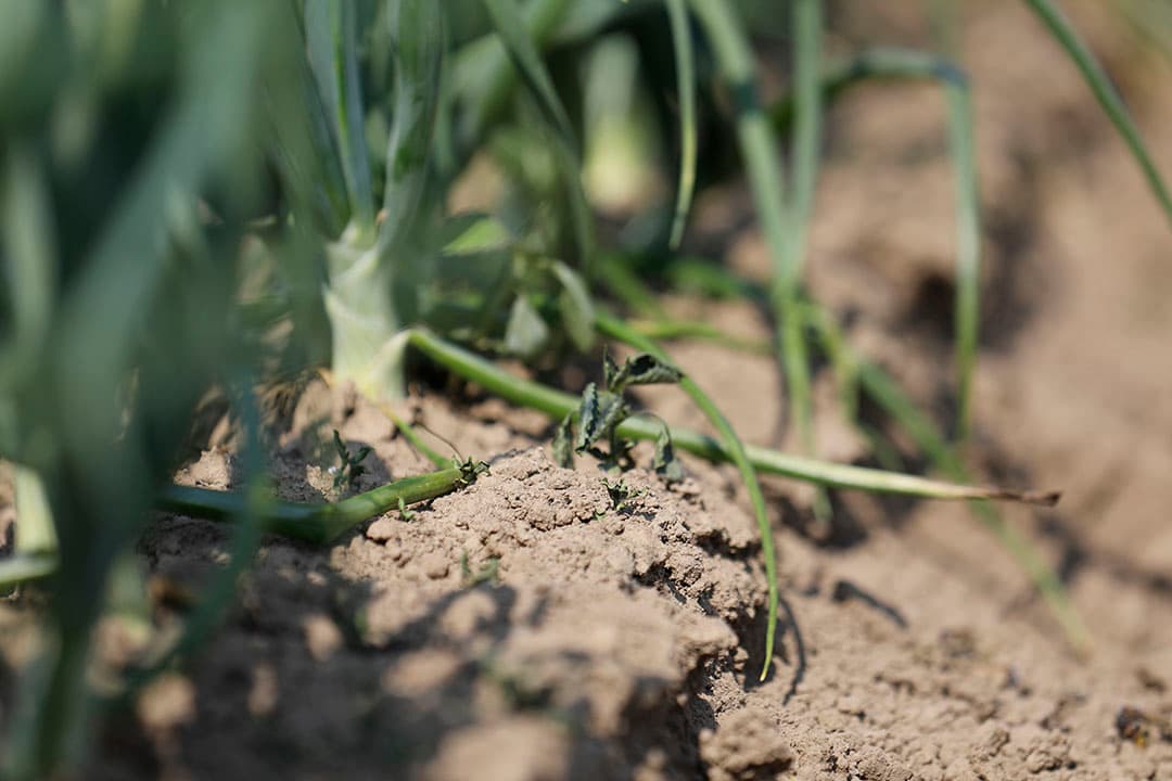 Onkruidbestrijding in uien. - Foto: Roel Dijkstra