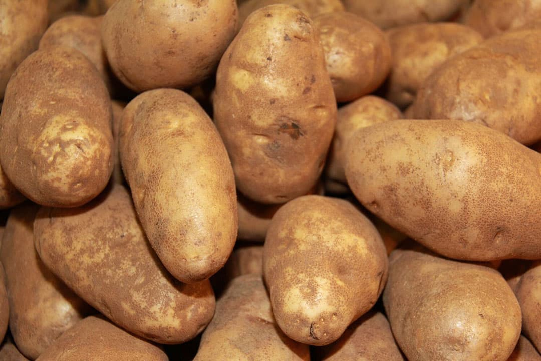 Stijgende Nederlandse aardappelexport: in september zagen omringende landen zoals Duitsland, België en Frankrijk een toename in import van Nederlandse aardappelen. - Foto: Canva