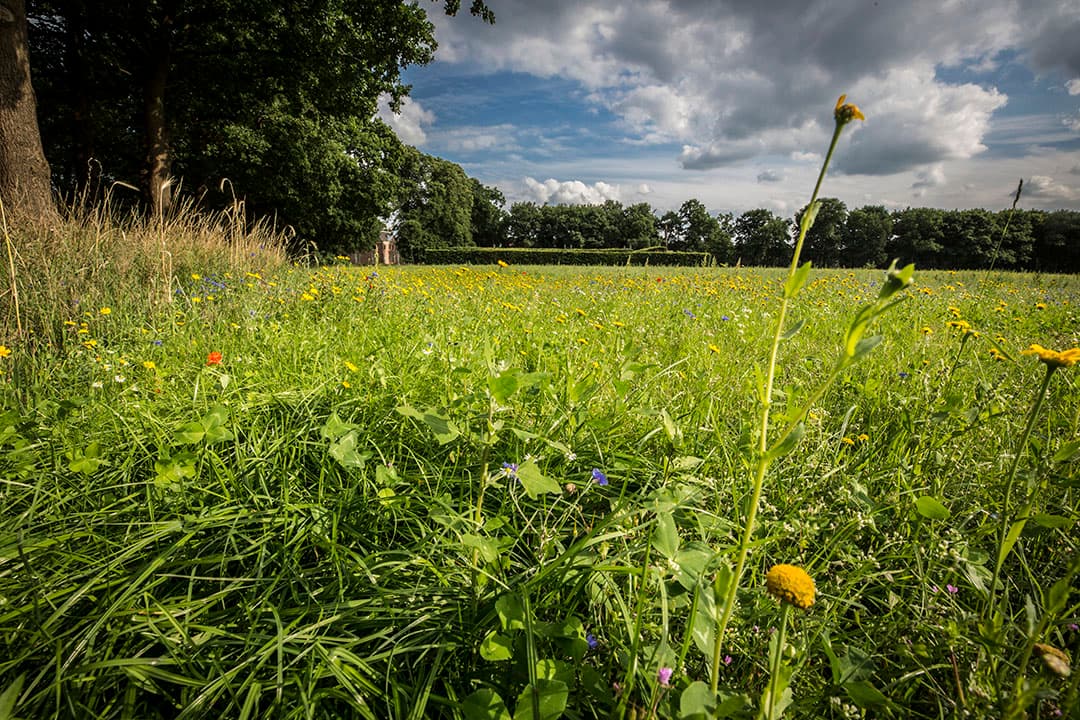 Foto: Koos Groenewold