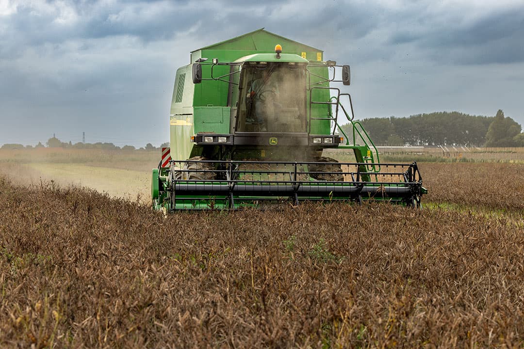 Dorsen van eiwitgewas lupine. Het Europese Parlement wil de teelt van eiwitgewassen stimuleren. - Foto: Koos Groenewold