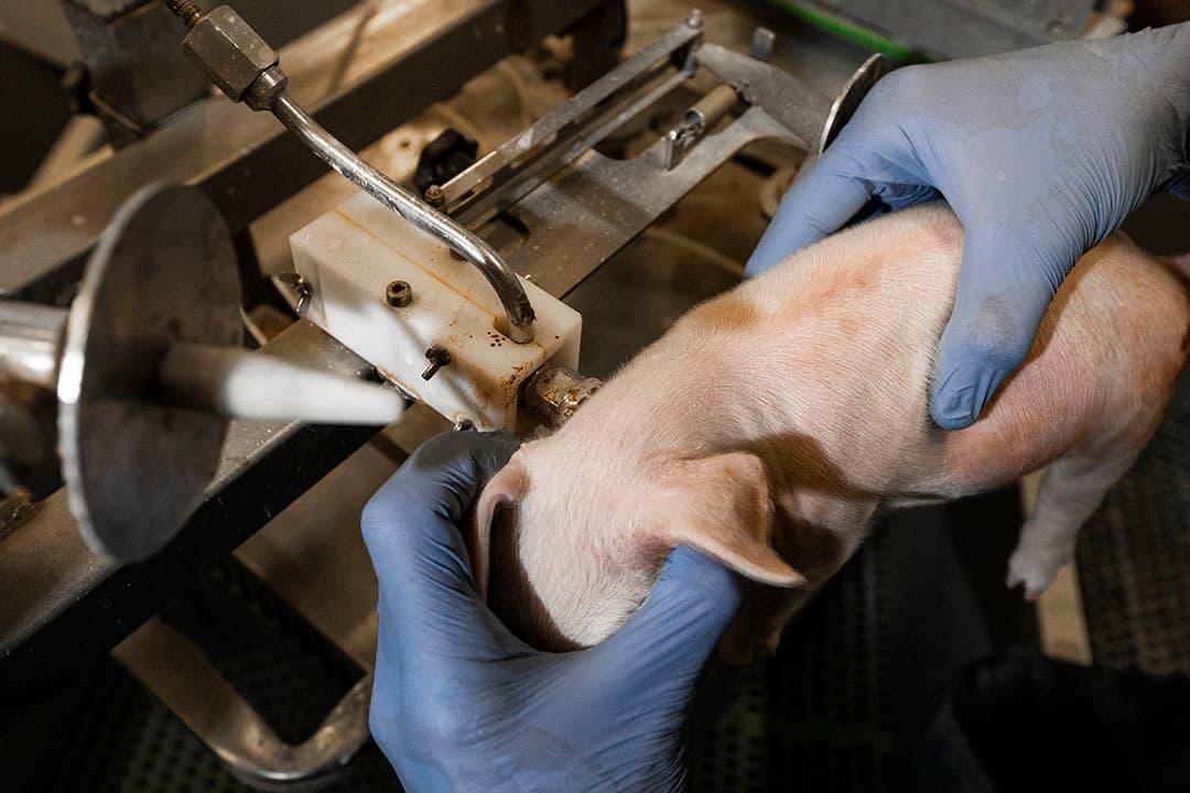 Gebruikmaken van naaldloos injecteren is de beste garantie om prikincidenten te voorkomen. - Foto: Ronald Hissink