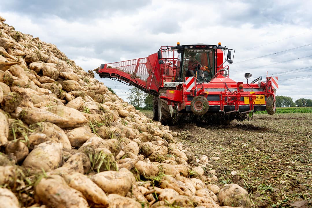 Oogst van suikerbieten voor de vroege levering. De suikergehaltes vallen tegen, deze variëren landelijk van 14,2 tot 16%. - Foto: Jan Willem Schouten