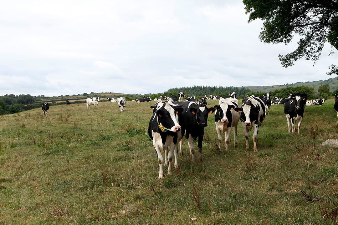 Grazende koeien in Frankrijk te midden van toenemende zorgen over de Epizootische Hemorragische Ziekte (EHD). - Foto: Henk Riswick