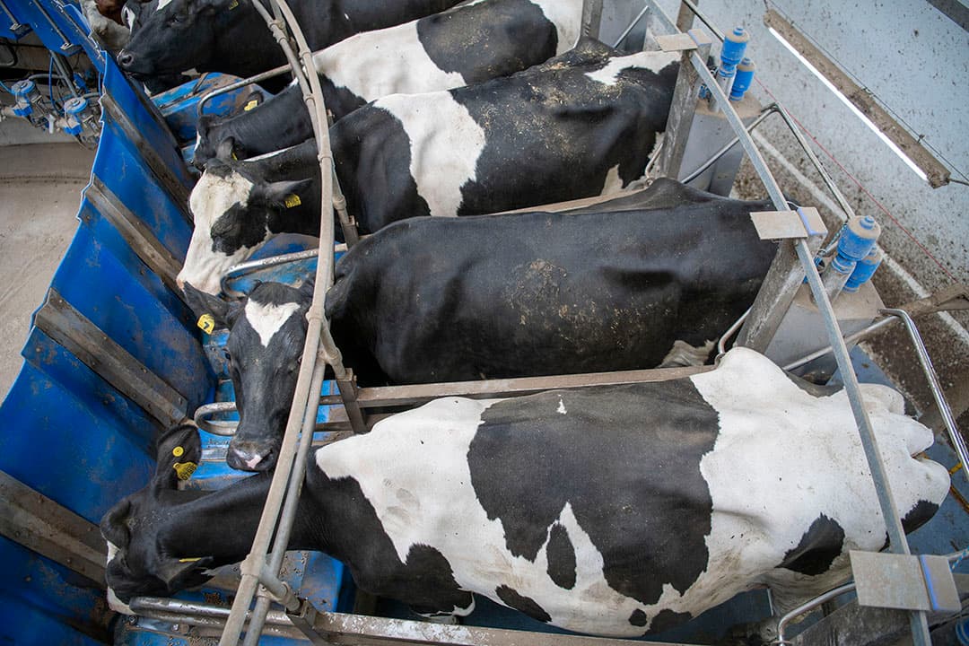 Seizoensmatig is september de maand met de kleinste melkproductie in Nederland. - Foto: Mark Pasveer
