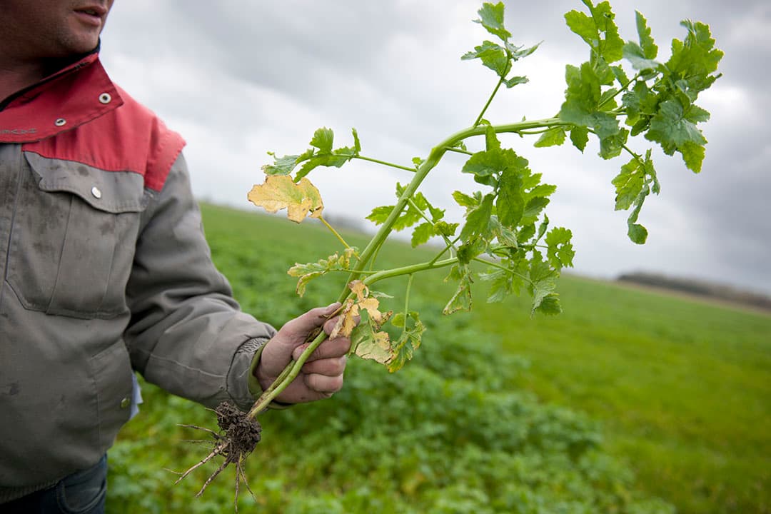 Op de nieuwe lijst rustgewassen staat vanaf volgend jaar ook gele mosterd. - Foto: Mark Pasveer