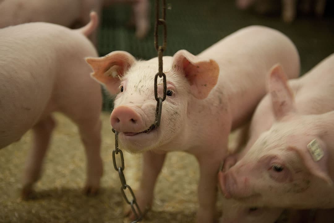Een ketting kan als aanvulling op ander verrijkingsmateriaal zijn, maar voldoet als enig materiaal in een hok niet. - Foto: Mark Pasveer