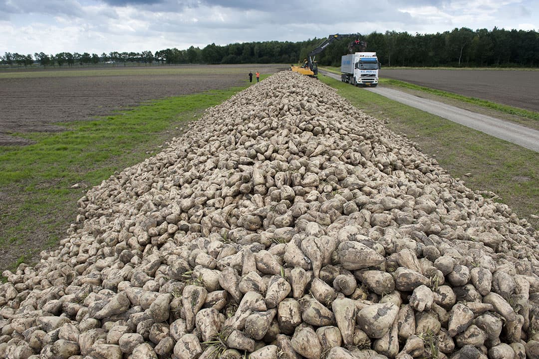 oogstverlies bij bieten