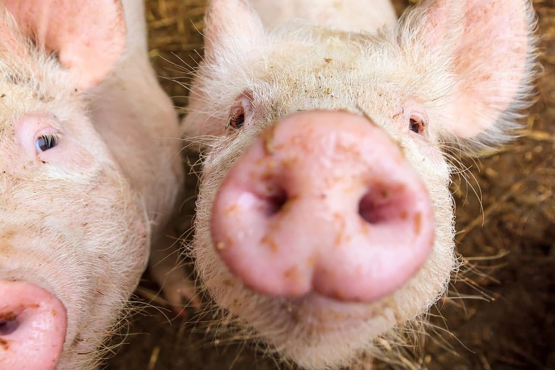 Bij 75% van de varkenshouderijen detecteerde men MRSA-besmetting. - Foto: Canva/Getty Images
