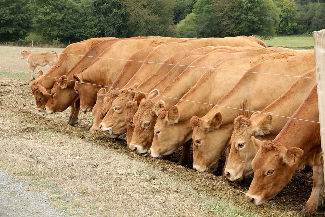 Limousins in de wei ergens in Frankrijk. - Foto: Henk Riswick