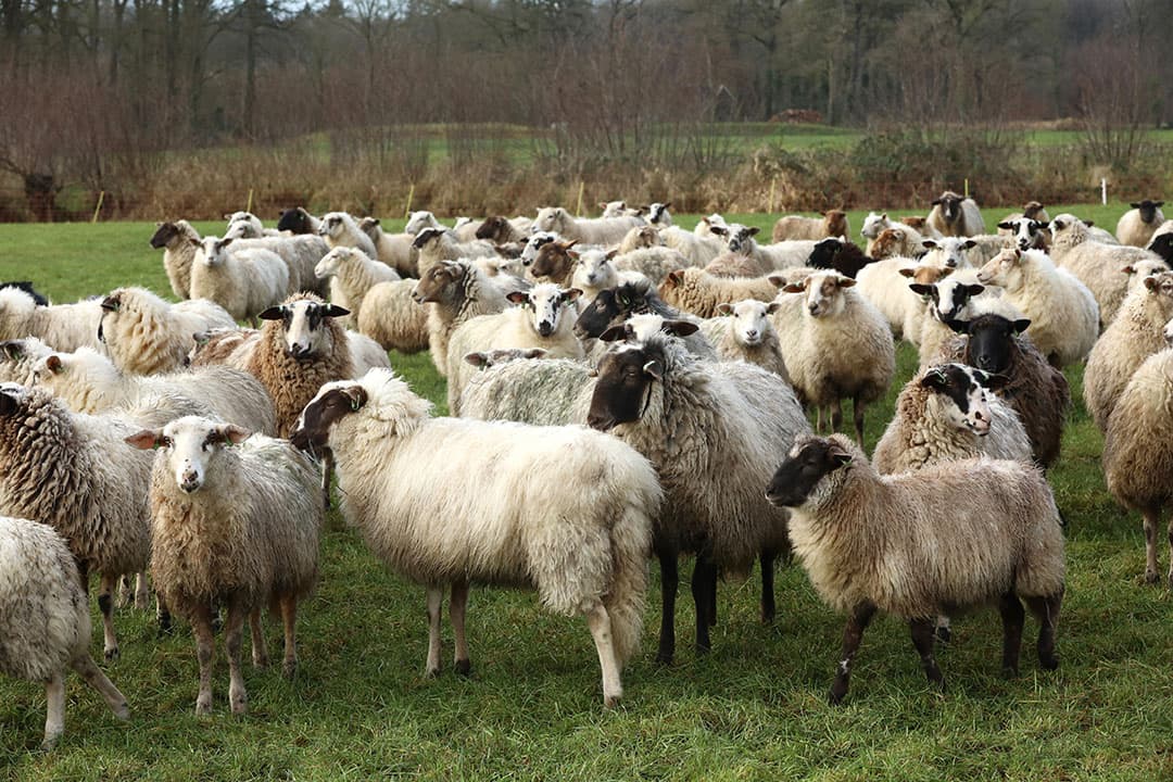 blauwtong in Duitsland
