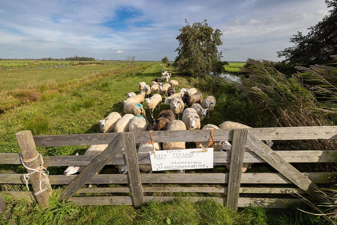 Zuid-Afrikaanse blauwtongvaccin