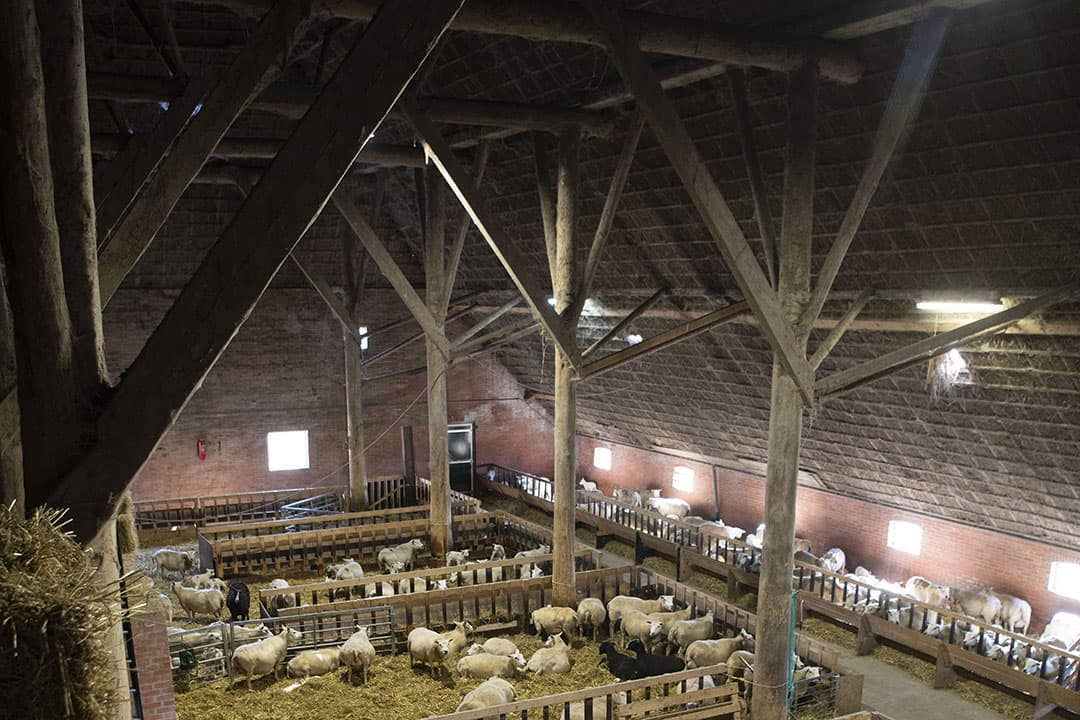 Blauwtong bij schapen