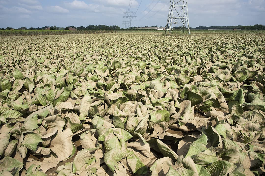 schade aan landbouw door rampen