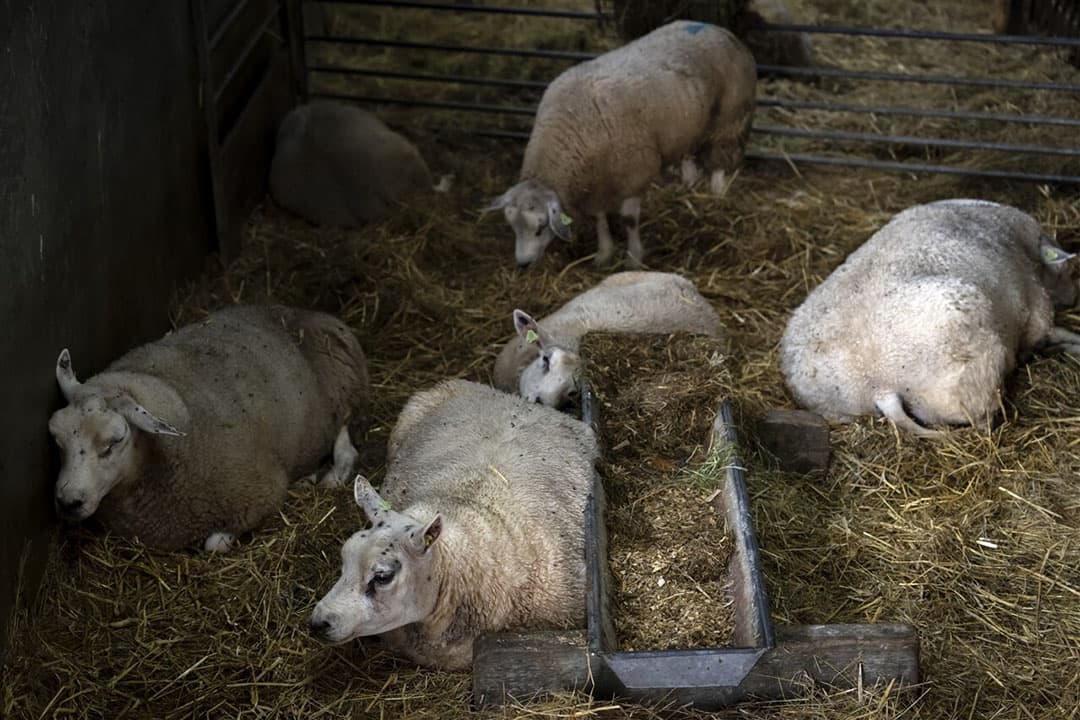 Schapen besmet met het blauwtongvirus. - Foto: ANP