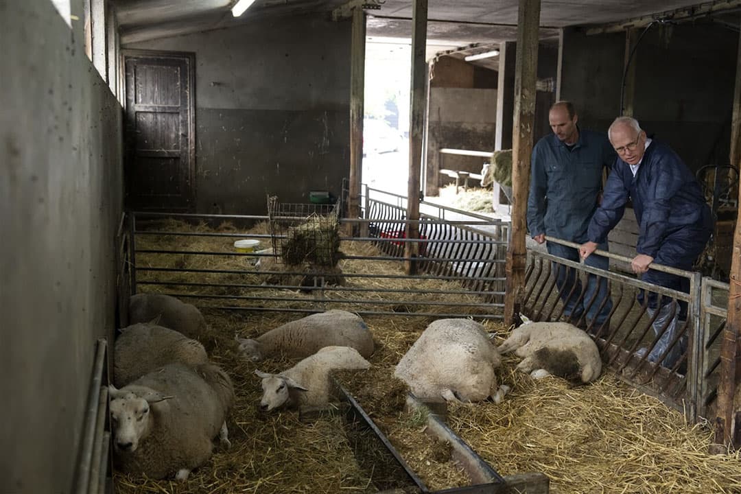 Demissionair landbouwminister Piet Adema bezocht eerder een bedrijf dat is getroffen door het blauwtongvirus. - Foto: ANP