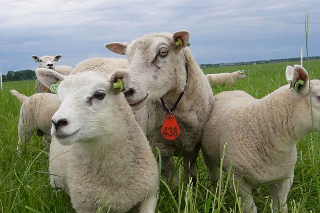 Biodynamische schapen in Flevoland. - Foto: Rachel Henst