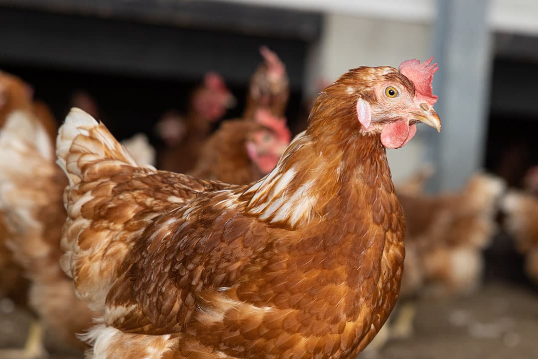 Voorzitter Bart Jan Oplaat van de Nederlandse Vakbond Pluimveehouders (NVP) heeft in een brief laten weten dat NVP voorlopig niet meer mee wil doen aan het convenant dierwaardige veehouderij. - Foto: Peter Roek