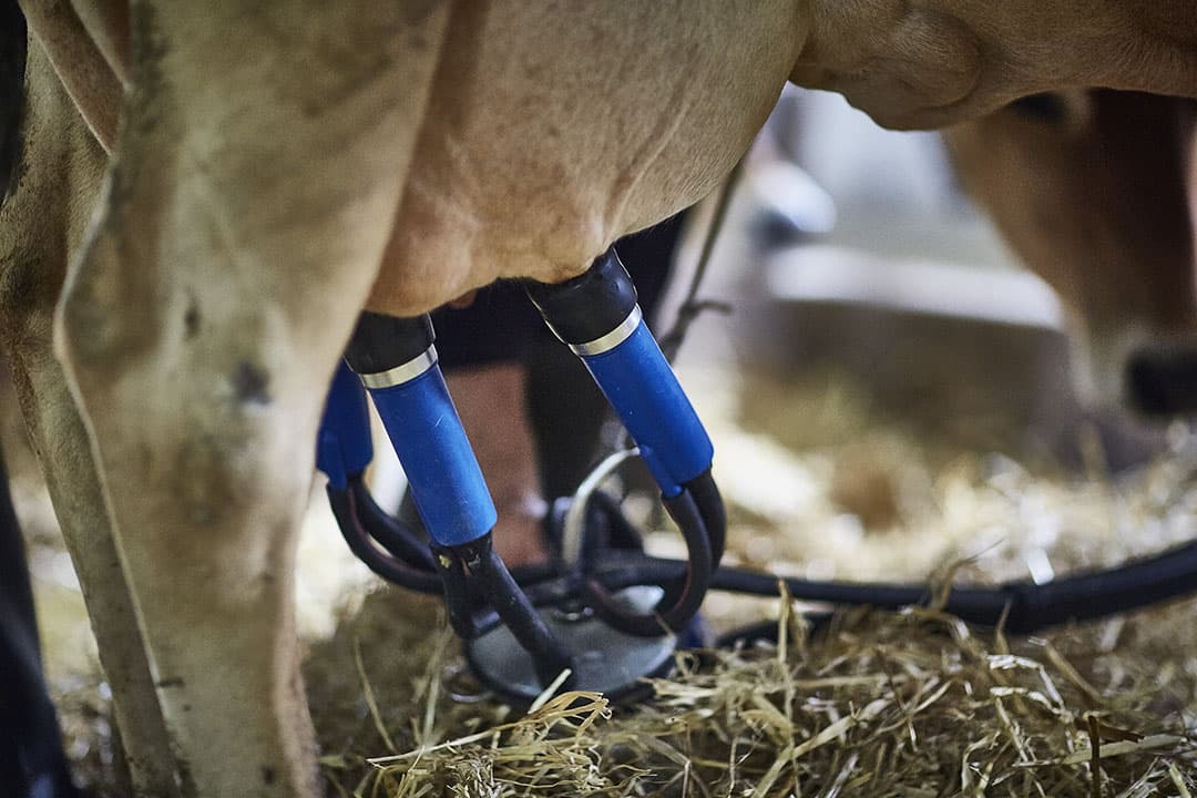 De Europese melkaanvoer bedroeg in juli 12,6 miljoen ton. Ten opzichte van juli 2022 is dat een verhoging van 0,7%. - Foto: Misset