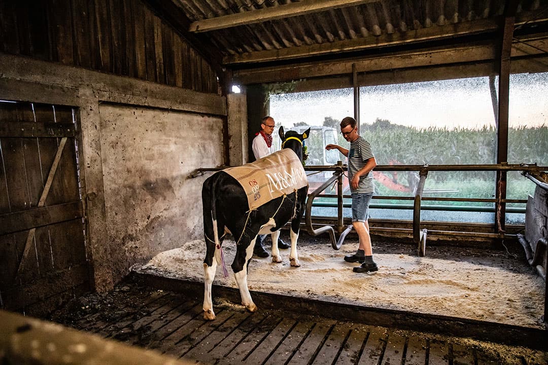In de stal op haar nieuwe adres krijgt Carla eerst een plekje apart. Zo kan ze rustig wennen aan de nieuwe omgeving. Het bijna-bruidspaar, ouders en buren gaan er intussen een borrel op drinken.