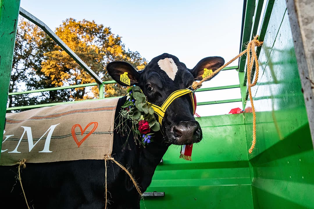 Schoon gewassen, gepoetst, met versierd koedek en bloemenhalster gaat Carla in de veewagen.
