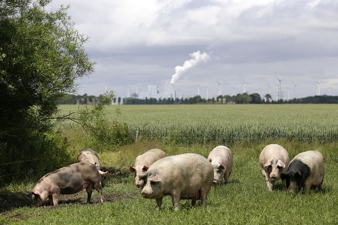 boer verdomhoekje