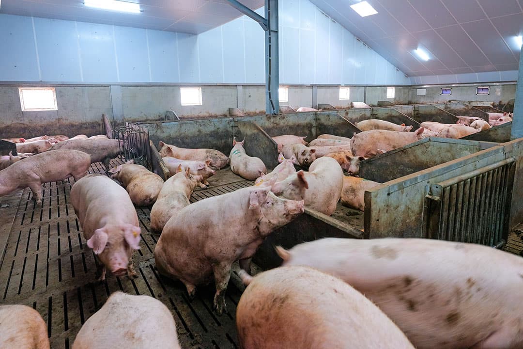 Dragende zeugen huisvesten in voerligboxen met uitloop is binnen Beter Leven-keurmerk vanaf 1 januari 2025 niet meer toegestaan. Groepen met minimaal 20 dieren worden de norm. Ook moet er daglicht zijn. - Foto: Jan Willem van Vliet
