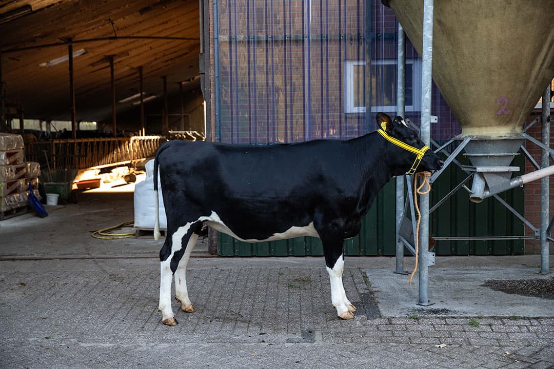 416831 Een bruidskoe voor Mirko Valk en Mariëlle KleinJan