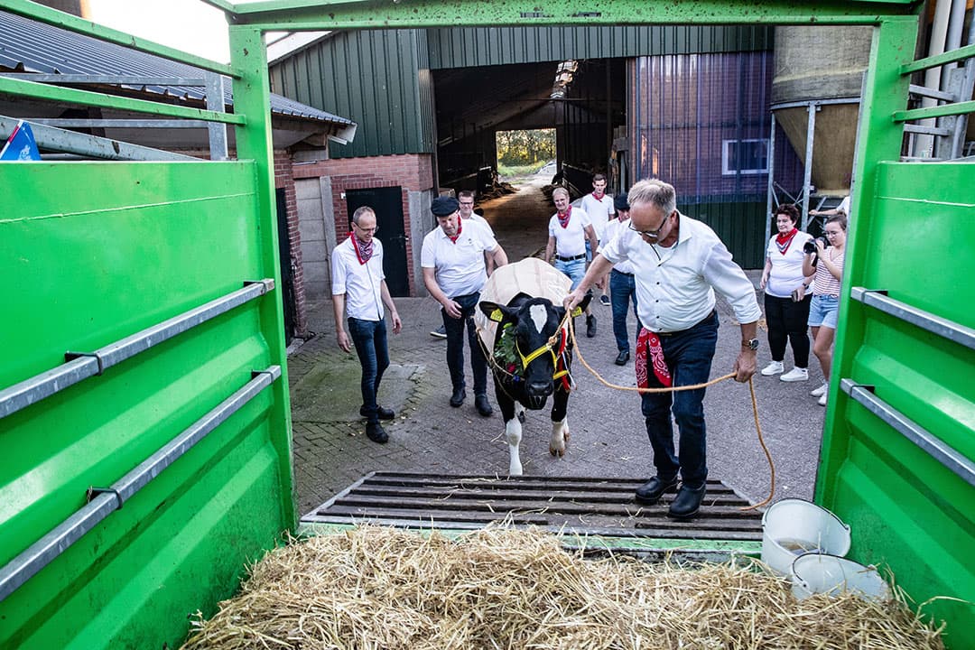 416831 Een bruidskoe voor Mirko Valk en Mariëlle KleinJan