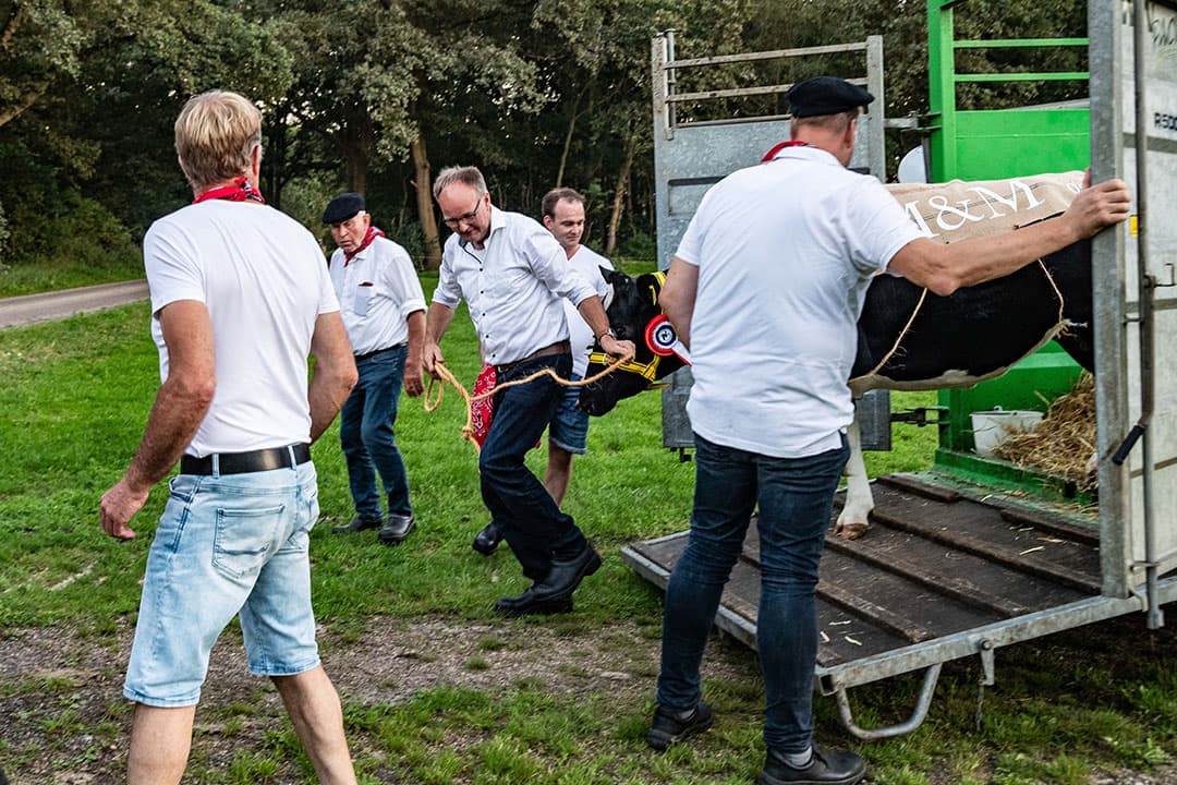 416831 Een bruidskoe voor Mirko Valk en Mariëlle KleinJan