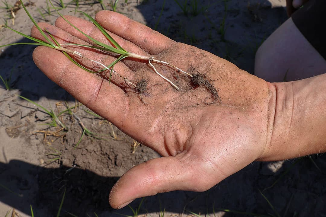 Het probleemonkruid knolcyperus. - Foto: Bert Jansen