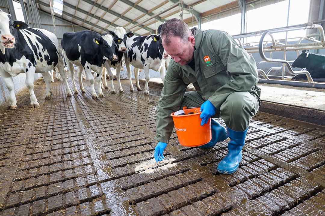 Om overdracht van zoönosen via insecten te voorkomen, zet Wilbert Donkers van Agro Pest Control in op biologische bestrijding van vliegen en andere insecten. Hij zet hier roofvliegen en sluipwespen uit in een melkveestal. - Foto: Bert Jansen