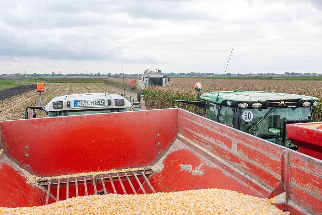 De productie van korrelmais komt dit jaar uit op 59,8 miljoen ton. Dit meldt de Europese Commissie op basis van een raming in september. Daarmee valt de productie 1,9 miljoen ton kleiner uit dan de vorige verwachting die in augustus werd gepubliceerd.