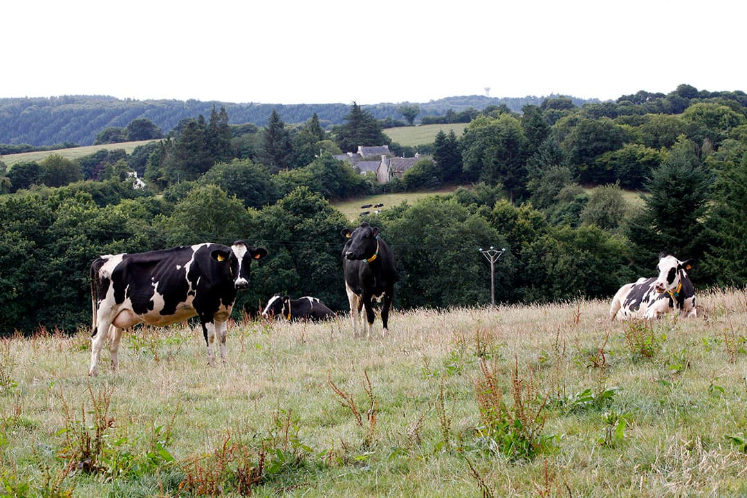 De eerste besmettingen in Frankrijk met EHD zijn geconstateerd in het zuidwesten van het land. - Foto: Henk Riswick