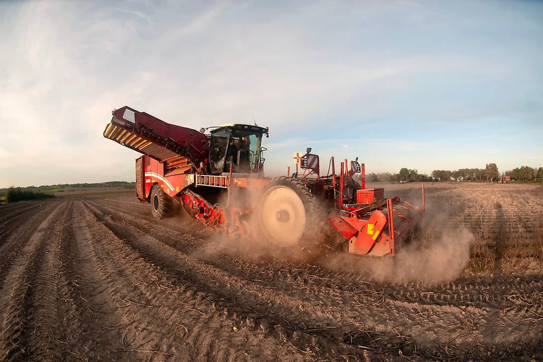 In 2022 werden in november nog aardappelen gerooid in Limburg. - Foto: Twan Wiermans