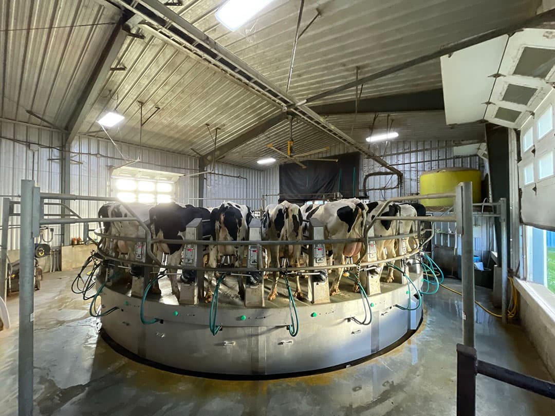 De koeien worden gemolken in deze 28-stands draaimelkstal van GEA. De melkproductie op de melkveehouderijen van Nederlandse emigranten ligt meestal rond de 10.000 liter per jaar. Canadese banken rekenen met 9.000 liter.