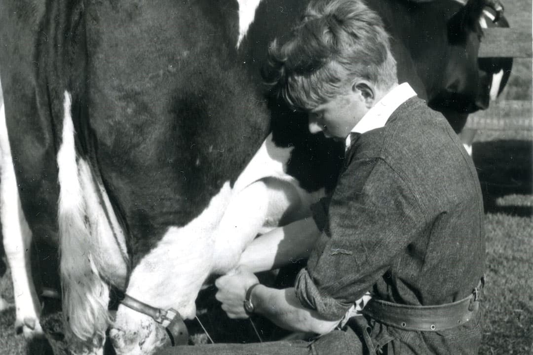 Bij handmelken was een goede werkhouding en een goede hygiëne belangrijk. Geduld hebben was ook handig want per koe was je zo’n acht minuten bezig. Inclusief handmatig voeren en het uitgooien van de grupstal, kostte het melken vroeger per gve ruim 155 manuren per jaar. - Foto: Misset