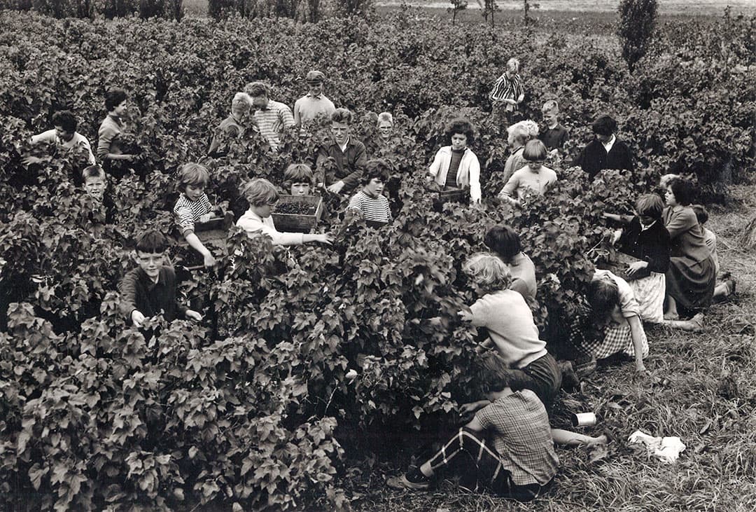 Fruit plukken voor de versmarkt was precisiewerk. Het moest droog weer zijn en het kistje mocht niet op de grond staan omdat het anders vies kon worden. Bessen waar ook maar iets aan mankeerde, moesten ter plekke uitgesorteerd worden. Als alles meezat, kon handmatig 8 tot 10 kilo per uur geplukt worden.
