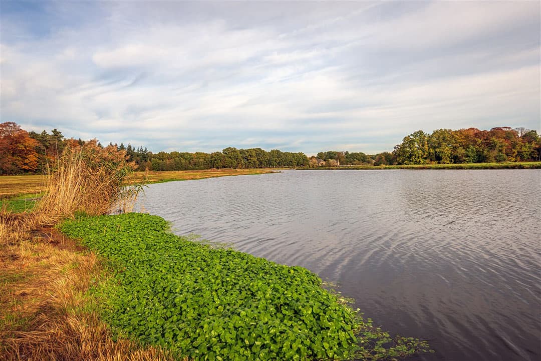 Op de voorgrond het frisgroene blad van de gewone waternavel. - Foto: ANP