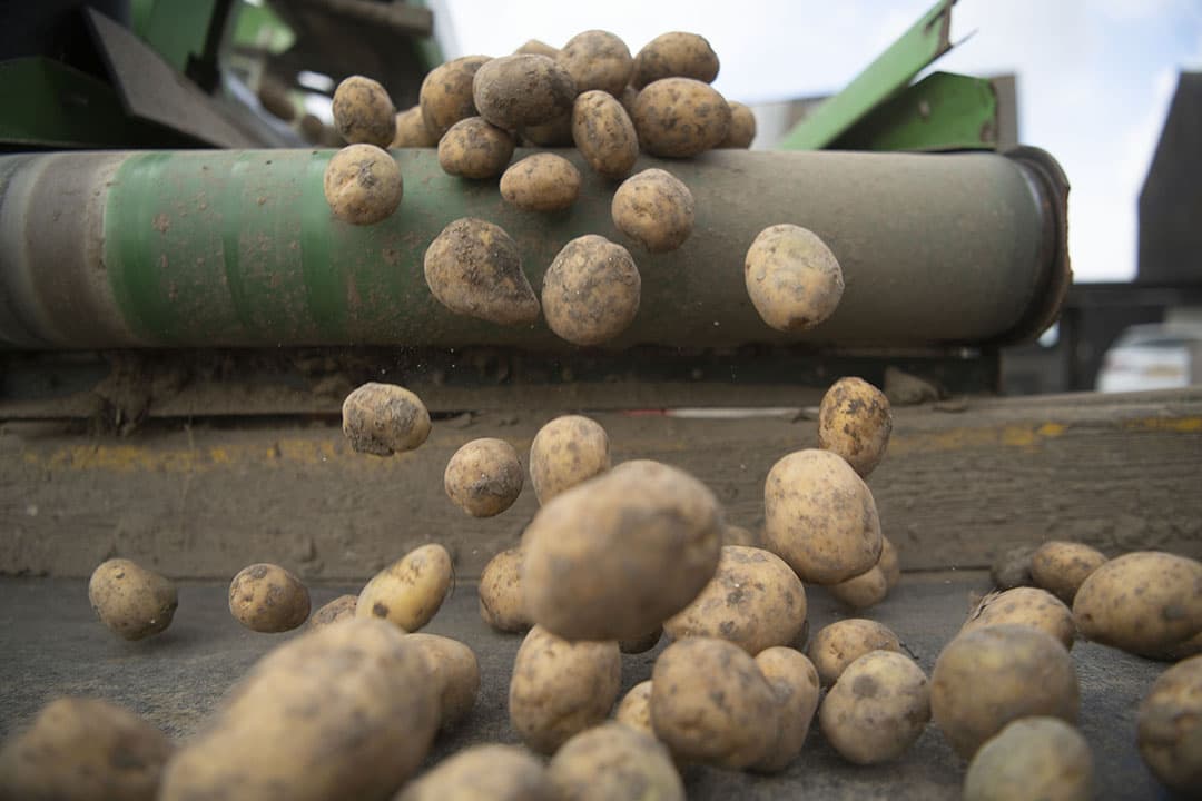 De Belgapom-notering van frietaardappelen zakte in drie weken tijd van € 0,50 cent naar € 17,5 cent.  Hoe is het mogelijk dat de prijs in deze korte tijd zoveel zakt? - Foto: Mark Pasveer