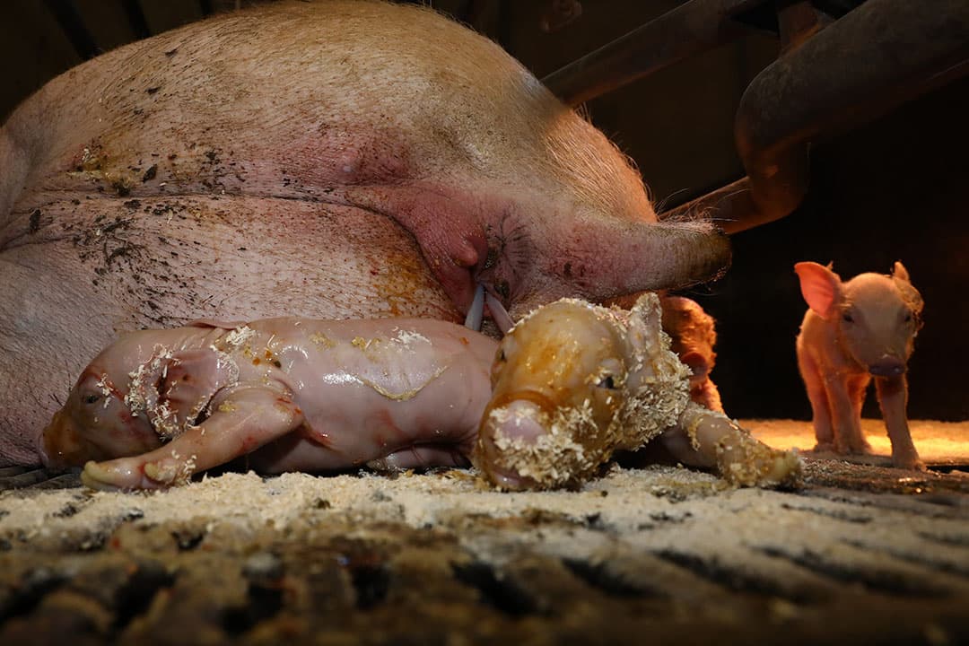 Pasgeboren biggen moeten zo snel mogelijk bij de uier komen en na de eerste biestopname in het warme biggennest. - Foto: Henk Riswick