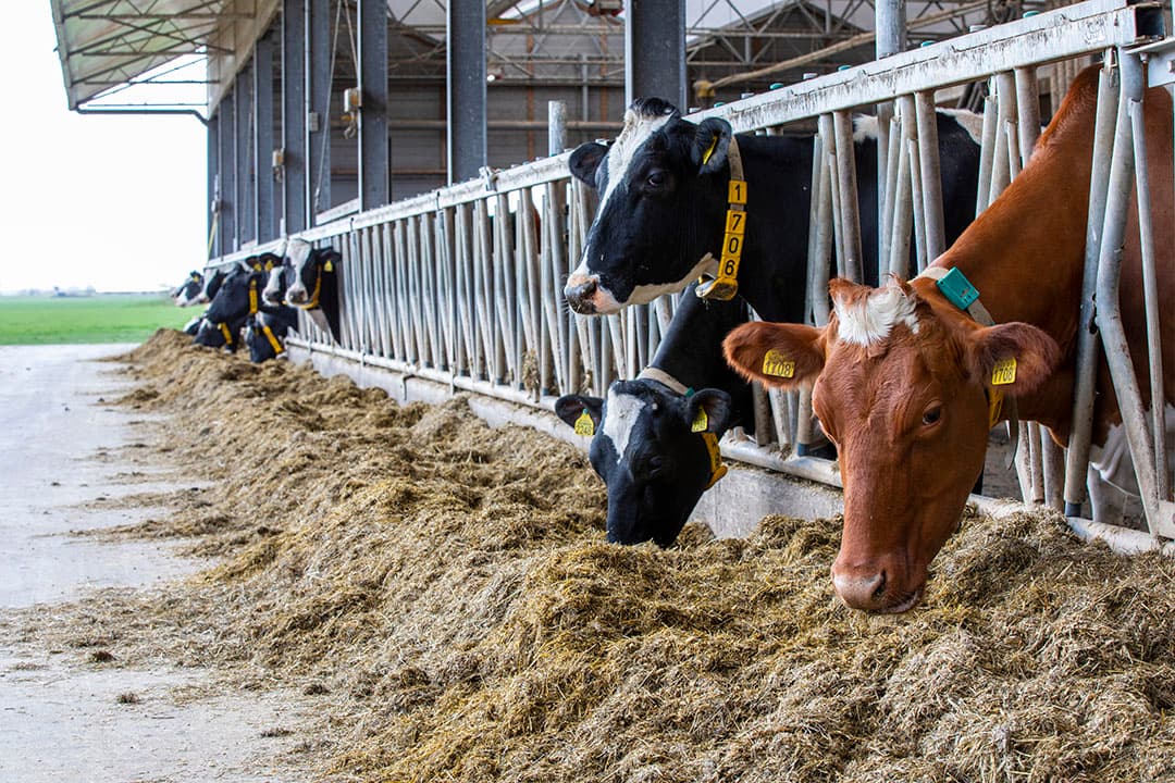 Bezoek dan op 19 september de Dairy Kennisdag met als thema ‘van Data naar Impact’. - Foto: Misset