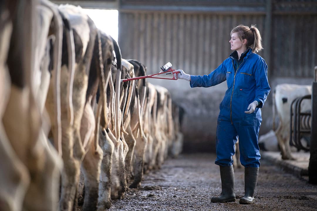 IBR en BVD veroorzaken niet alleen schade aan het dierenwelzijn, maar brengen ook economische verliezen voor bedrijven en belemmeren de handel in vee. - Foto: Mark Pasveer