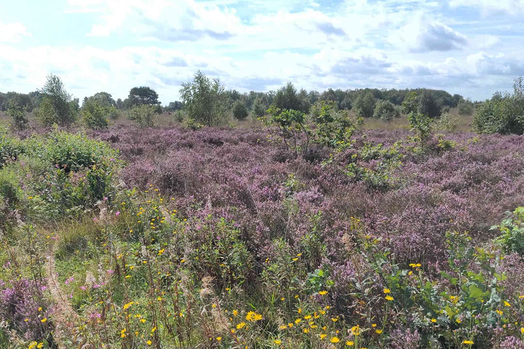 Voor het natuurtype droge heide is de KDW behoorlijk verlaagd. - Foto: Misset