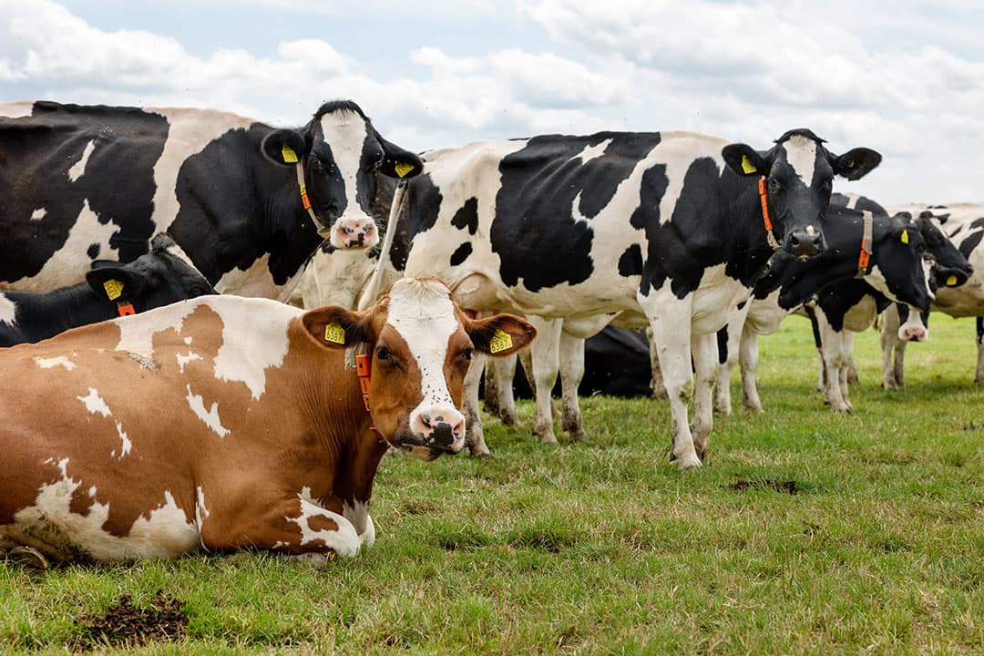 Zeven organisaties hebben een manifest, dat bestaat uit 10 punten, opgesteld voor de melkveehouderij in Nederland. - Foto: Herbert Wiggerman