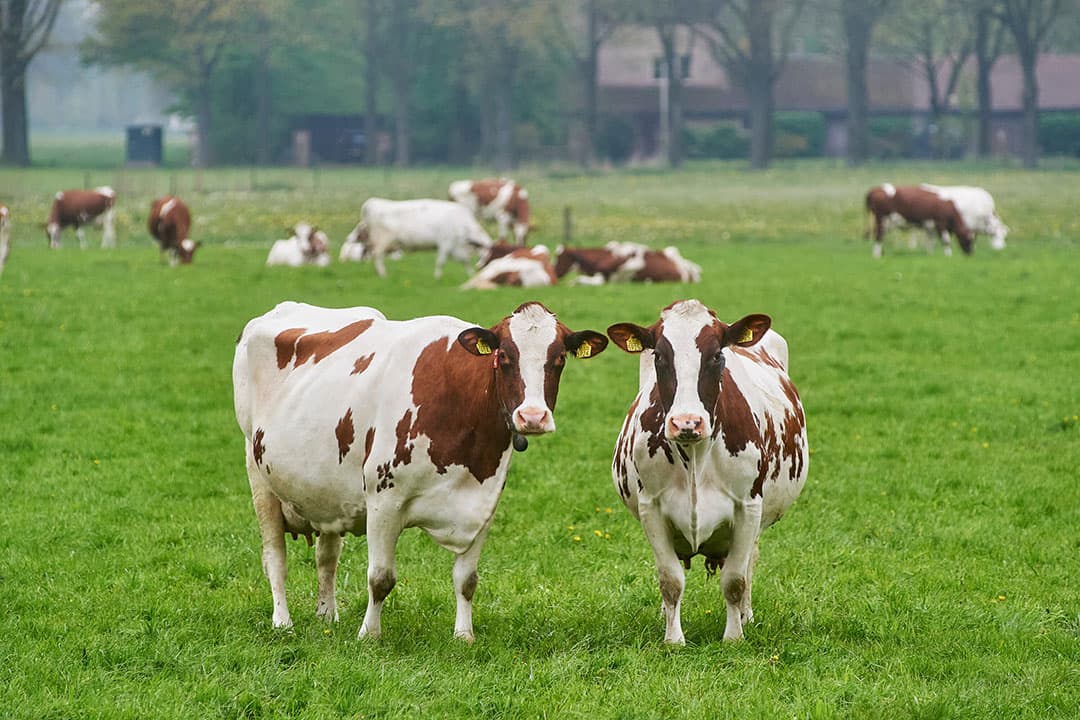 Foto: Van Assendelft Fotografie